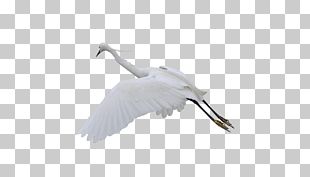 Water Bird Crane Goose Cygnini PNG