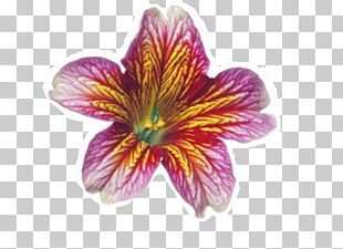 Dicotyledon Monocotyledon Plant Amaryllis Vegetation PNG
