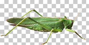 Insect Cricket PNG, Clipart, Art, Arthropod, Cartoon, Cricket, Download ...