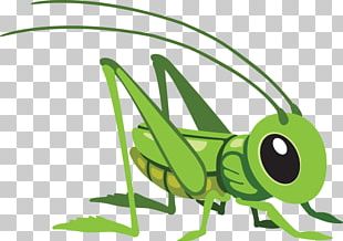 The Ant And The Grasshopper Stock Photography PNG, Clipart, Amphibian ...