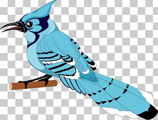 Download Blue Jay Clipart Mascot - Snook Secondary PNG Image with No  Background 