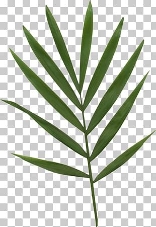 Branch Green Leaf transparent PNG - StickPNG