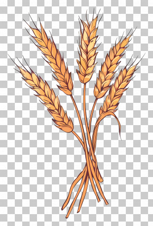 Wheat - Golden Ears Of Wheat Bundle PNG