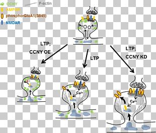 AMPA Receptor Long-term Potentiation GRIA1 PNG