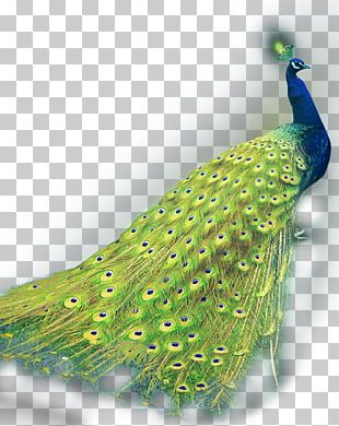 Feather Peafowl Poster PNG, Clipart, Animals, Beak, Bird, Computer ...