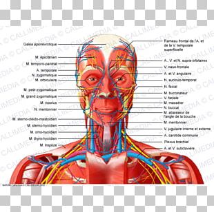 Head And Neck Anatomy Nerve Human Body Nervous System PNG, Clipart