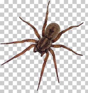 Tegenaria Domestica Png Images Tegenaria Domestica Clipart Free