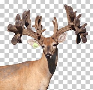 White-tailed Deer Reindeer Elk Moose PNG, Clipart, Animal, Animals ...