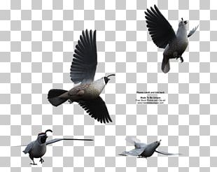 flying quail clipart