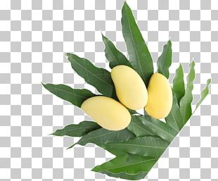 Agriculture Industry Seed Fertilisers Pakistan PNG