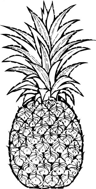 Pineapple Drawing Watercolor Painting PNG, Clipart, Art, Bromeliaceae ...