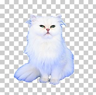 British Longhair Persian Cat British Shorthair British Semi-longhair ...