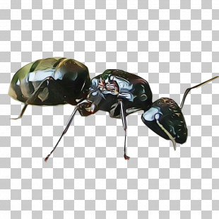 Insect Carpenter Ant Beetle Pest Ground Beetle PNG