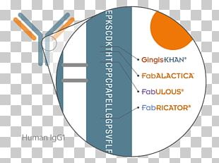 Immunoglobulin G Merge It Antibody Immunoglobulin E Protease PNG