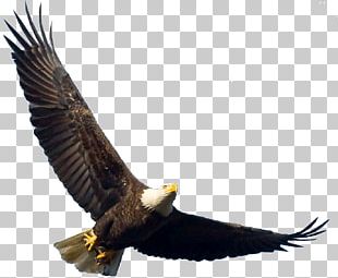 Eagle Flight Bird PNG, Clipart, Accipitriformes, Animals, Bald Eagle ...