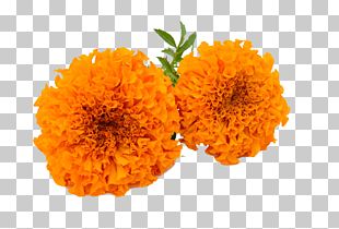 Mexican Marigold Flower Yellow Seed Calendula Officinalis PNG, Clipart ...