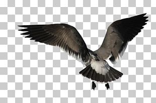 Bird Angel Wing PNG
