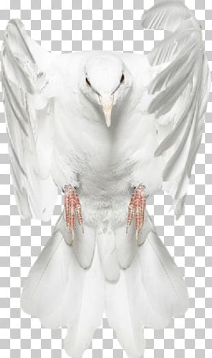 Columbidae Typical Pigeons Bird Rabbit Redux PNG
