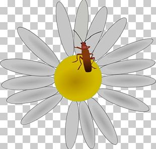 Flower Insect Petal PNG