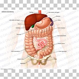 Liver Stock Photography Anatomy Human Body PNG, Clipart, Abdomen ...