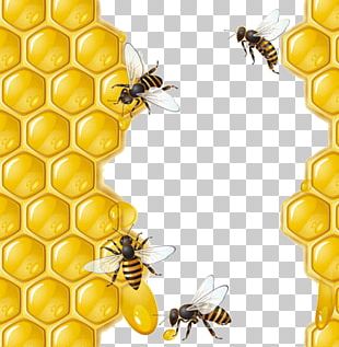 Honey Bee Honeycomb Illustration PNG, Clipart, Animal, Animals ...