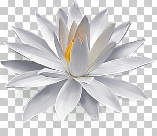 Fig Beautiful Lotus Flower Water PNG, Clipart, Beautiful, Beautiful ...