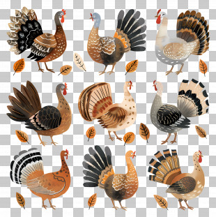 Thanksgiving Turkey - Illustration Of Turkeys For Thanksgiving Theme PNG