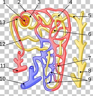 Arcuate Vein PNG Images, Arcuate Vein Clipart Free Download