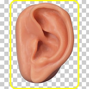Ear Auriculotherapy Acupuncture Reflexology Anatomy PNG