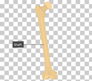 Lateral Condyle Of Femur Lateral Epicondyle Of The Femur Medial Epicondyle Of The Femur PNG