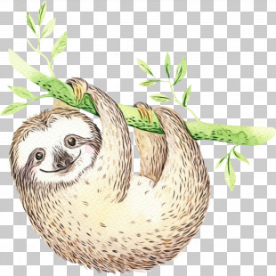 Pygmy Three-toed Sloth Drawing Two-toed Sloths Sloth Bear PNG, Clipart ...