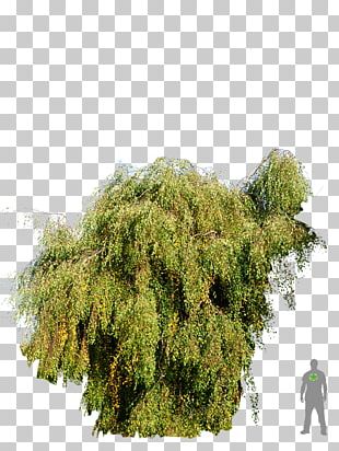 Tree Shrubland Biome Evergreen PNG