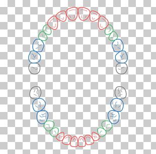 Dentistry Molar Therapy Dentures PNG