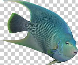 Marine Biology Aquariums Coral Reef Fish Marine Mammal PNG, Clipart ...