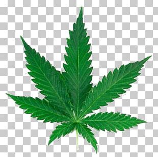 Cannabis Sativa Marijuana Hemp PNG, Clipart, Cannabis, Cannabis Leaves ...