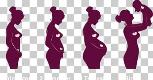 Pregnancy Childbirth Academic Quarter Embryo Infant PNG