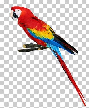 Parrot Bird PNG, Clipart, Animals, Beak, Bird, Clip Art, Common Pet ...