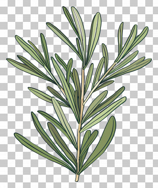 Rosemary Leaves - Fresh Rosemary Herb Illustration PNG