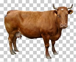 Cow PNG, Clipart, Cow Free PNG Download