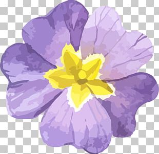 primrose clipart