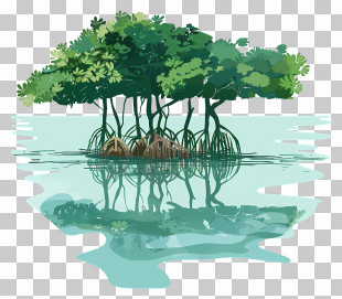 Mangroves - Mangrove Trees In Water PNG