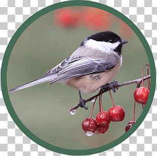 Black-capped Chickadee Bird Beak PNG
