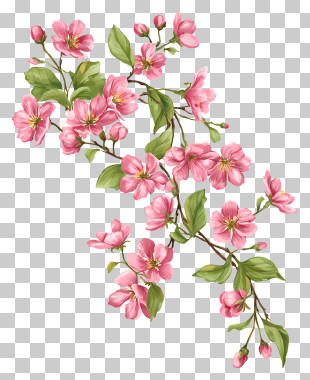 Cherry Blossom Vine - Pink Flowers On Branch PNG