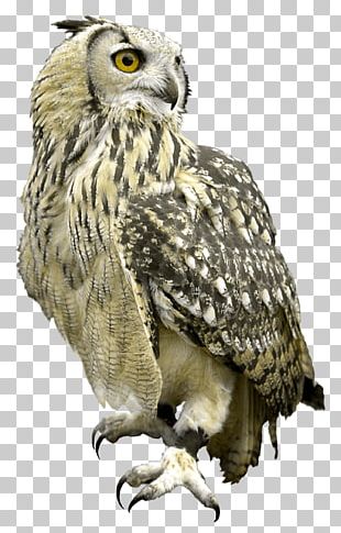 Great Grey Owl Bird Hawk PNG
