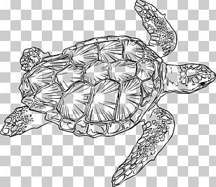 Loggerhead Sea Turtle Drawing Green Sea Turtle PNG