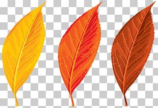 Autumn Leaves Autumn Leaf Color PNG, Clipart, Autumn, Autumn Leaf ...