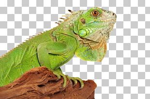 Reptile Common Wall Lizard Green Iguana PNG, Clipart, Agamidae ...