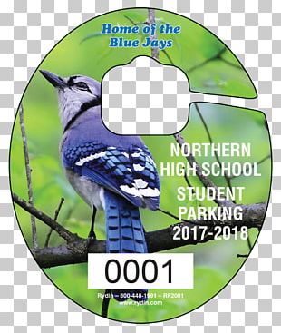 Blue Jay Clip Art, PNG, 804x626px, Blue Jay, American Robin, Animal Figure,  Area, Art Download Free