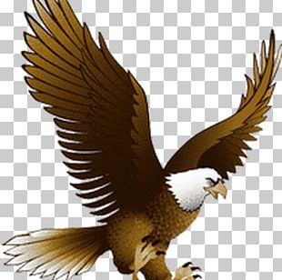 Bald Eagle Graphics PNG, Clipart, Area, Artwork, Bald Eagle, Beak, Bird ...