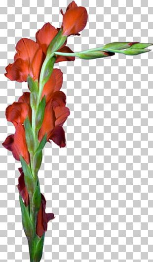 Gladiolus Cut Flowers Floral Design Plant Stem PNG